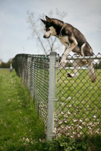 Big discount dog fences