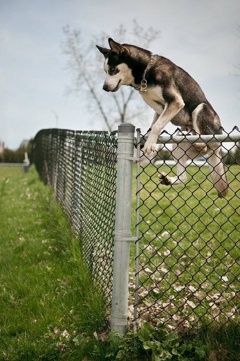 Big Dog? What You Need to Know About Fences