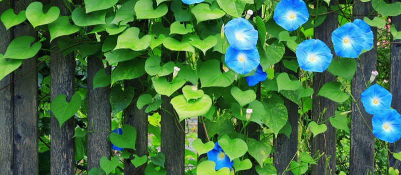 Are Flowering Vines Safe for Your Garden Fence?